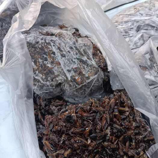 巨野县养殖厂直销油葫芦蟋蟀冻货干货活体卵皆可