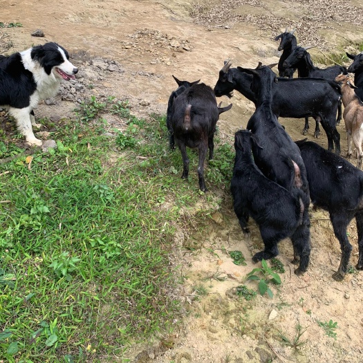 江门本地黑山羊