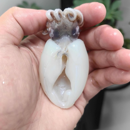 成都40/60单冻墨鱼仔/10斤装