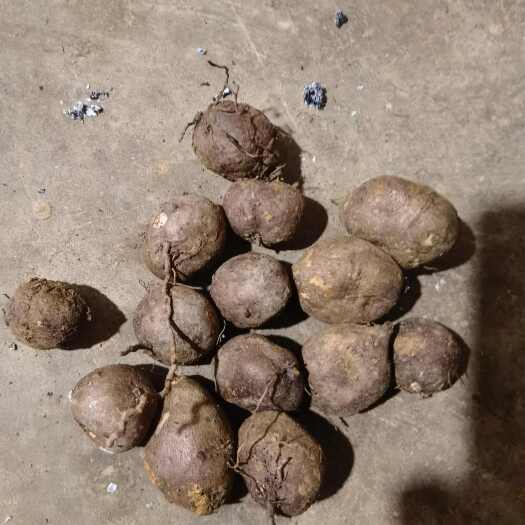 贞丰县三叶青果苗精品