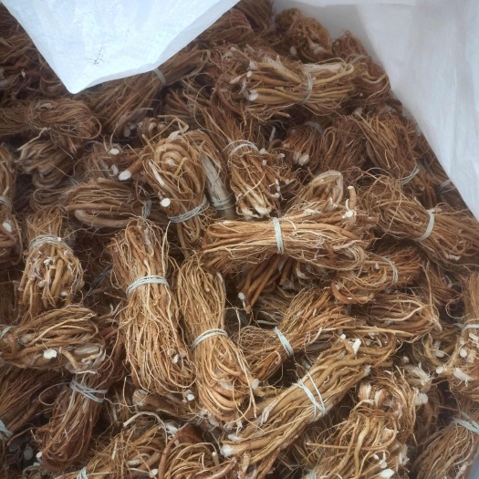 永福县五指毛桃  （精品）小扎把小节靓货