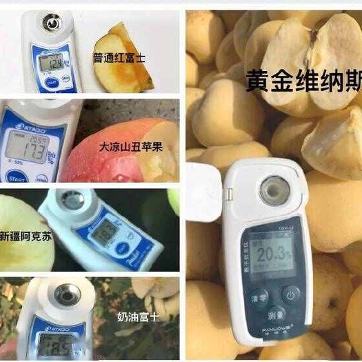汉源县维拉斯黄金苹果苗