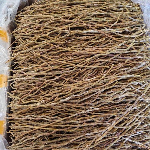 铁皮石斛条 铁皮石斛干条 石斛条 石斛大货批发
