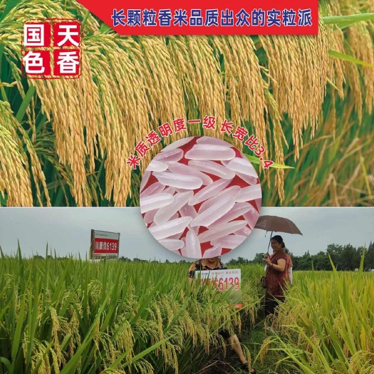杂交水稻种中国泰米国色天香川康优6139大穗长粒香稻稻谷种孑