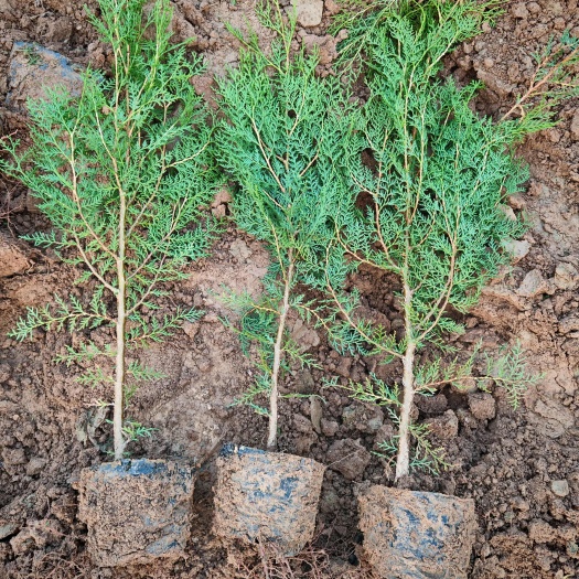 侧柏 营养杯侧柏 侧柏容器苗 50-2米侧柏 陕西侧柏规格齐