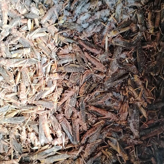 沧县优质蝗虫