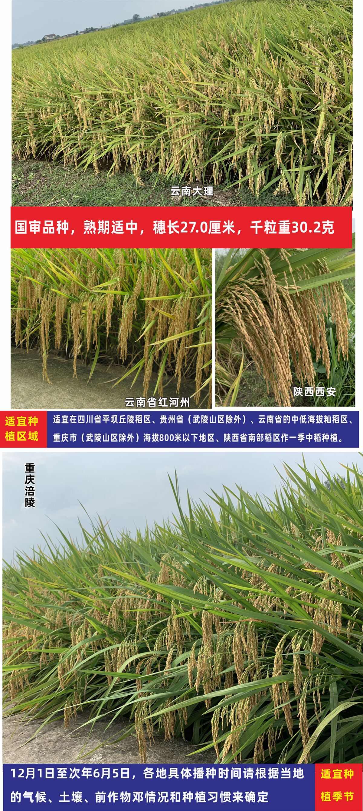 航天水稻种子抗性强产量高米质优长粒米杂交水稻种子稻谷种子