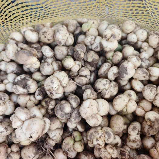 甘肃定西陇西县贝母种子种苗 中药种植质好发货快