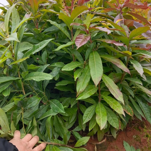 木荷，木荷袋苗地径0.5一1公分有现货供应！