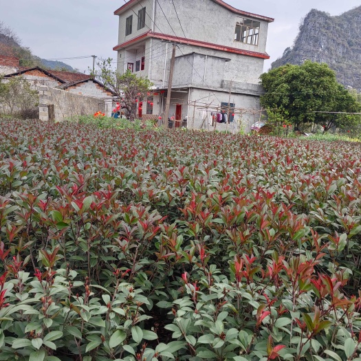 桂林红叶石楠