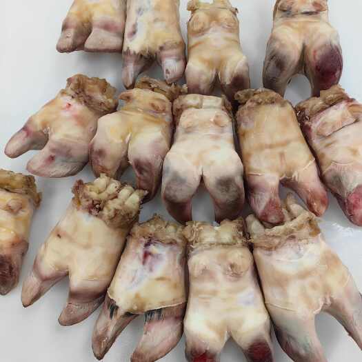 广州多肉中蹄