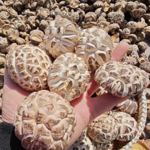 河南精选剪脚肉厚花菇一手货源干货花菇源头产地直供品质保证