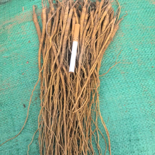 陇西县黄芩种苗