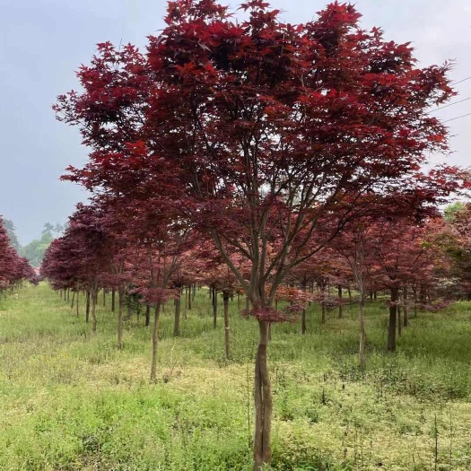 灵川县红枫，日本红枫，三季红，