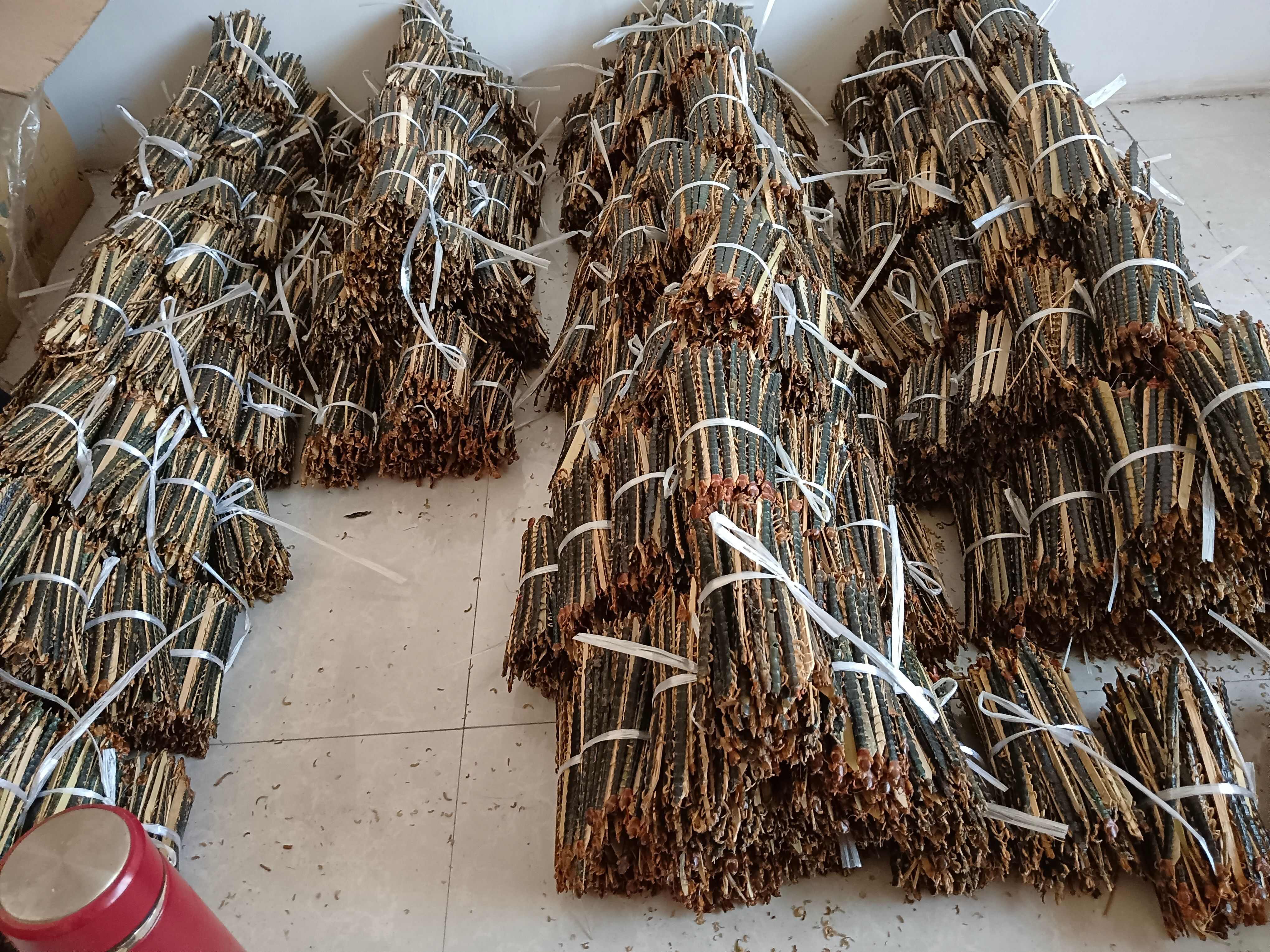 干品红头蜈蚣，各种规格都有现货