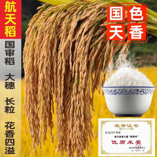 航天水稻种子抗性强产量高米质优长粒米杂交水稻种子稻谷种子