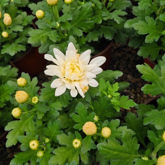 青州市黄白菊 祭祀菊花 清明节菊花 菊花 品种花卉
