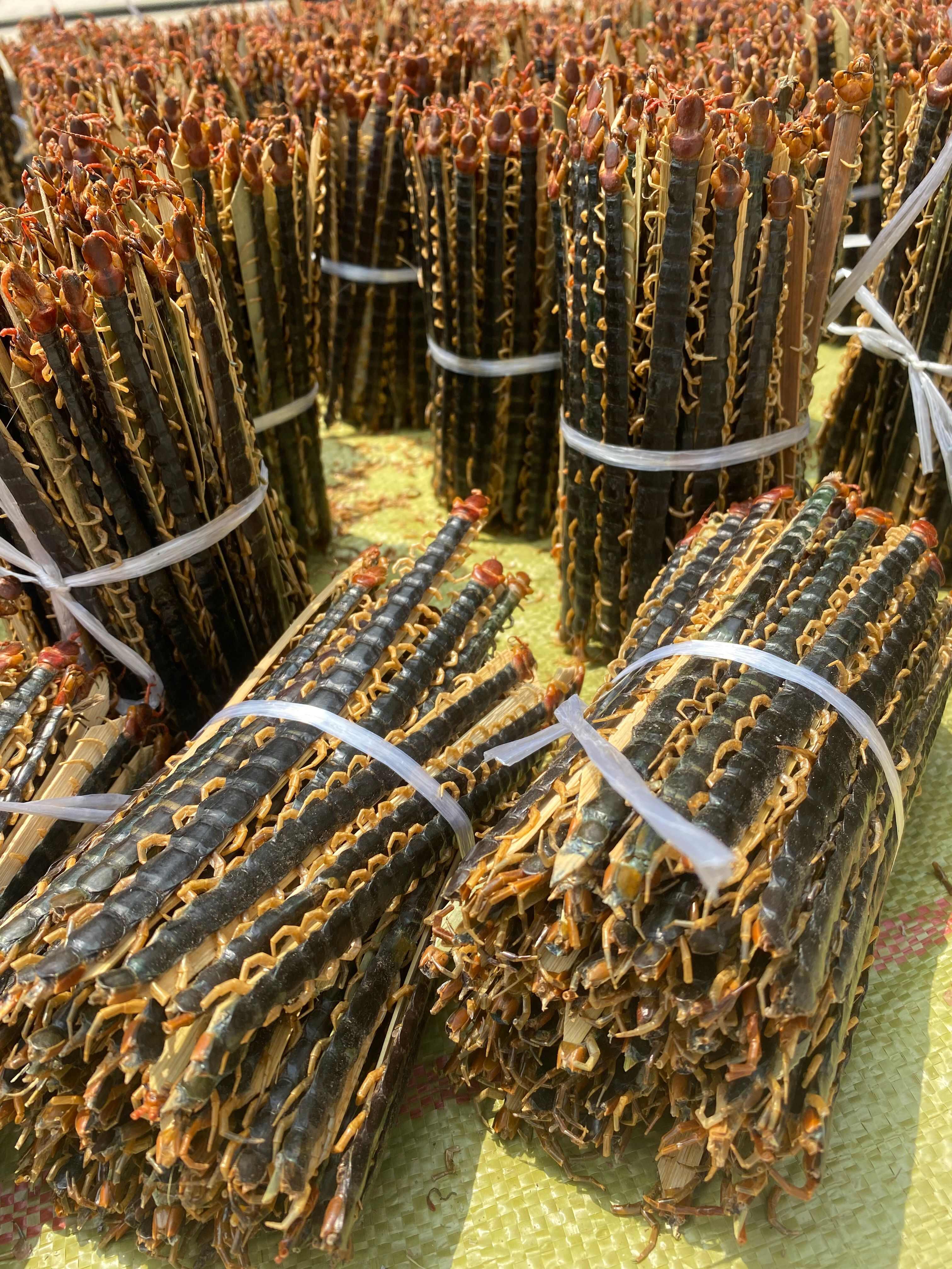 干品红头蜈蚣，各种规格都有现货