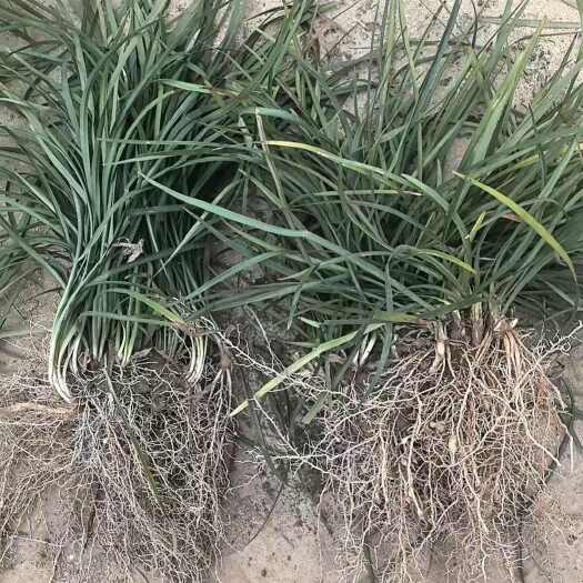 襄樊中叶麦冬草药用苗绿化苗，药食同源