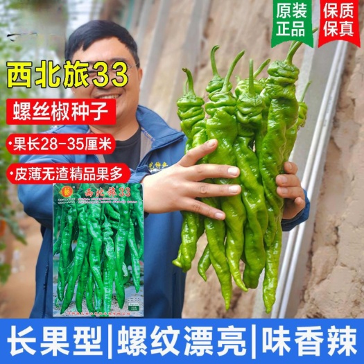 沭阳县辣椒种子西北旅33螺丝椒种子长果翠绿皮螺纹美观皮薄肉质辣椒种