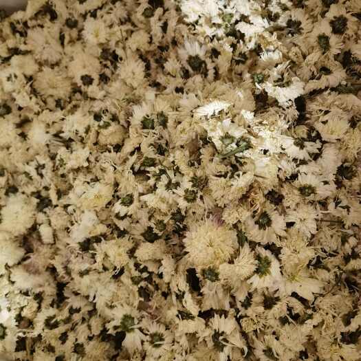 亳州中药材菊花 干菊花 亳菊