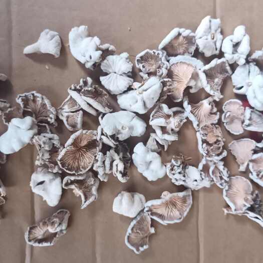 白参菌厂家 河南南召县直发 优质蔬菜食用菌 干货 1斤起批发