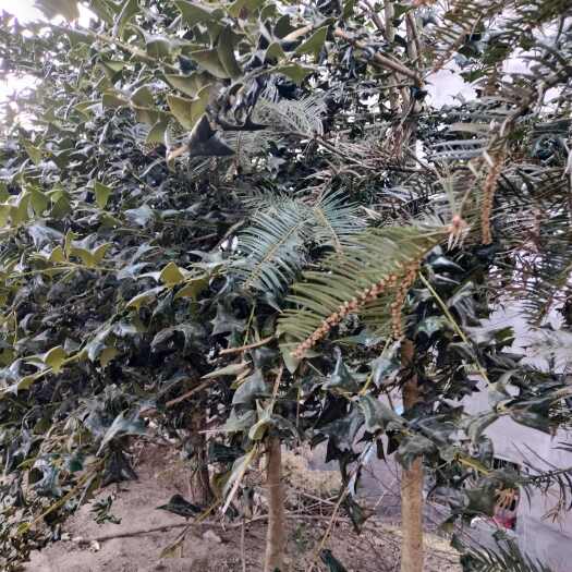麻城市枸骨树