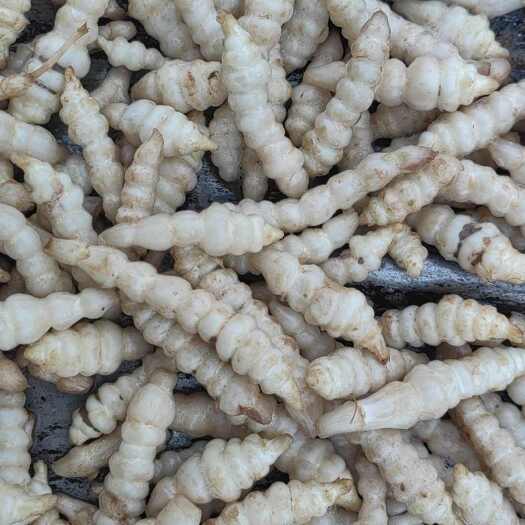 庆阳螺丝菜有叫宝塔菜，地轱辘，名字很多，
