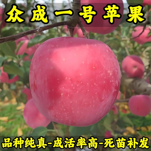 众成一号苹果苗 品种纯真 基地现起现发货 成活率高 死苗补发