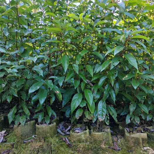 香樟，香樟袋苗、杯苗地径0.5一1公分有现货供应！