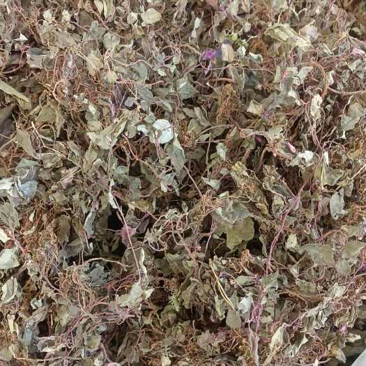 昆明风柜斗草