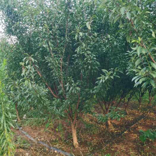 桂林蜂糖李树苗