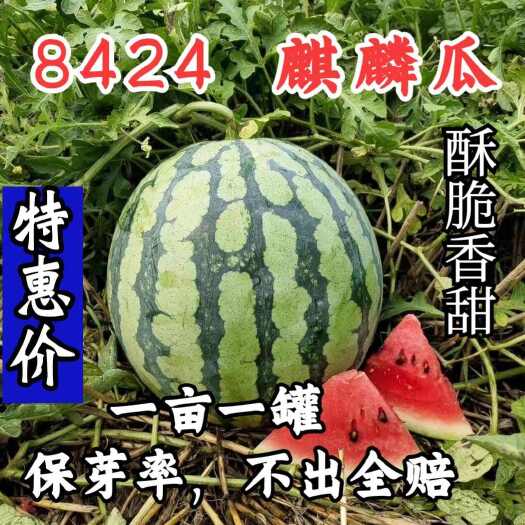 泌阳县早佳8424西瓜种子航天瓜宝巨龙2号西瓜种子籽大果够甜薄皮