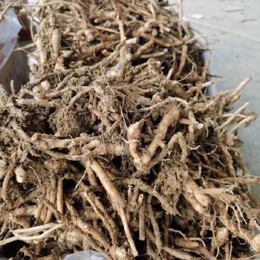 恩施市阳荷种苗洋河种
