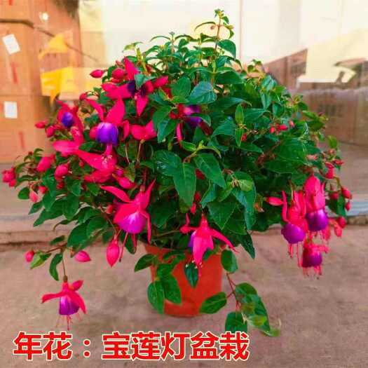 漳州宝莲灯盆栽(倒挂金钩)
