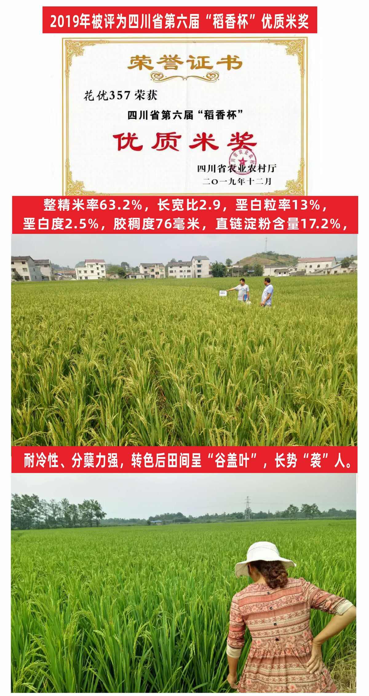 航天水稻种子抗性强产量高米质优长粒米杂交水稻种子稻谷种子