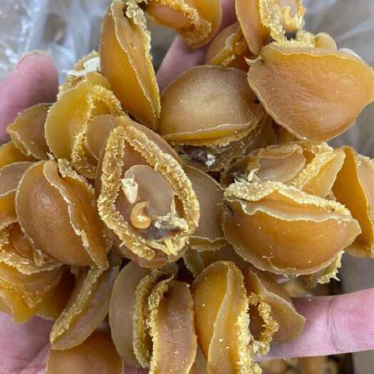 广州鲍鱼干
