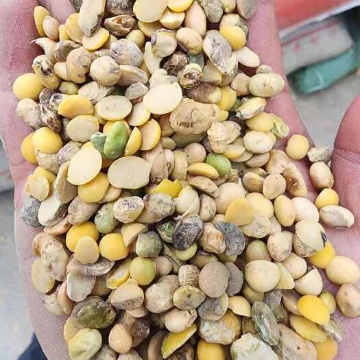 郓城县上地肥料豆，碎黄豆做底肥，成本低，肥效持久。
