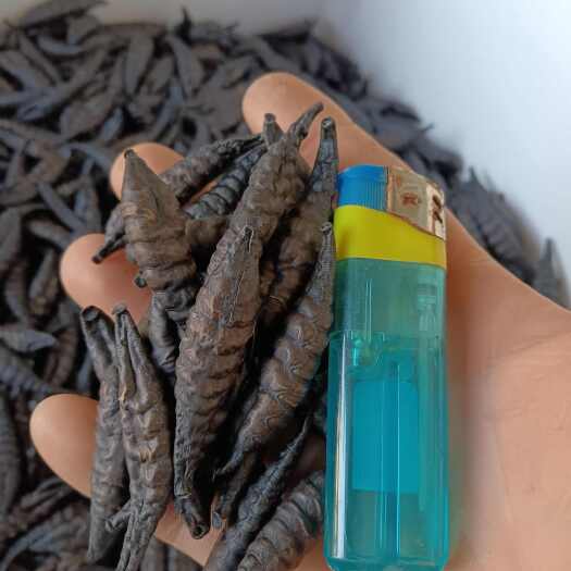 金边菲牛蛭烫干品精品