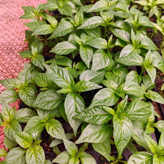 湘研15号辣椒苗子