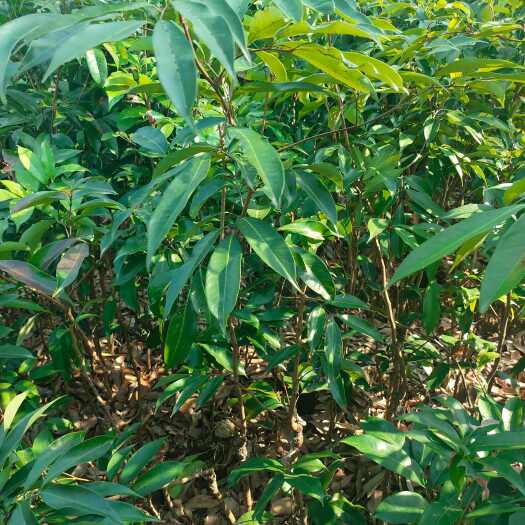 灵山县无籽荔枝苗
