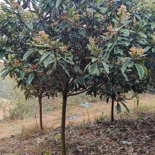 咸宁咸宁区直供新鲜大五星枇杷树苗健壮果树苗木发货快品质好果树苗