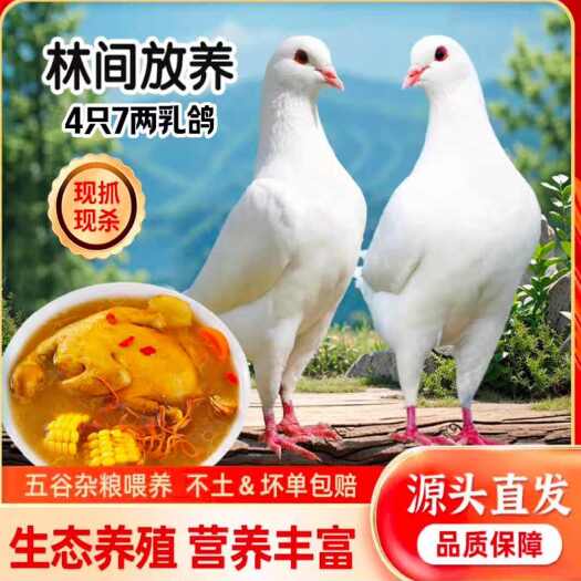 佛山乳鸽批发新鲜现杀脆皮乳鸽红烧卤水乳鸽专用厂家直销