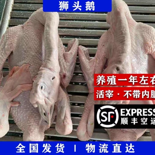 佛山新鲜大鹅潮汕狮头鹅现杀卤水鹅生鲜鹅肉散养老鹅净重三光鹅批发