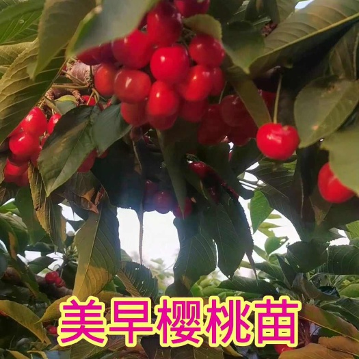 营口美早樱桃苗