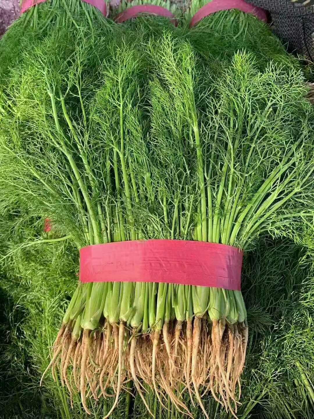 优质茴香，大量供应，价格实惠，欢迎进店咨询采购！