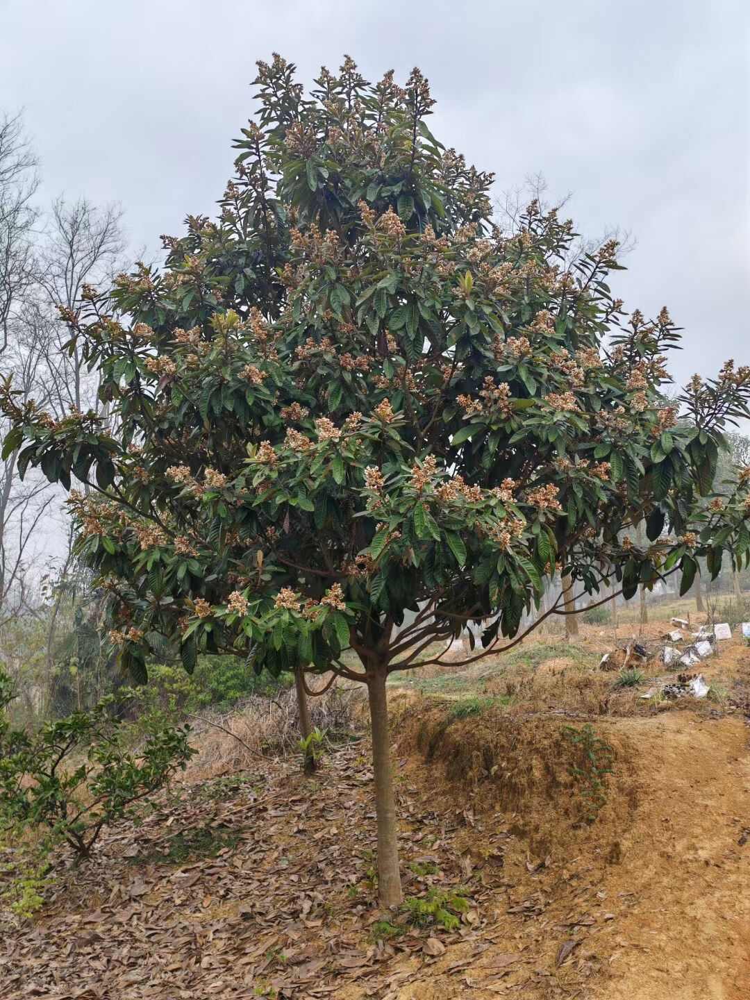 咸宁区直供新鲜大五星枇杷树苗健壮果树苗木发货快品质好果树苗