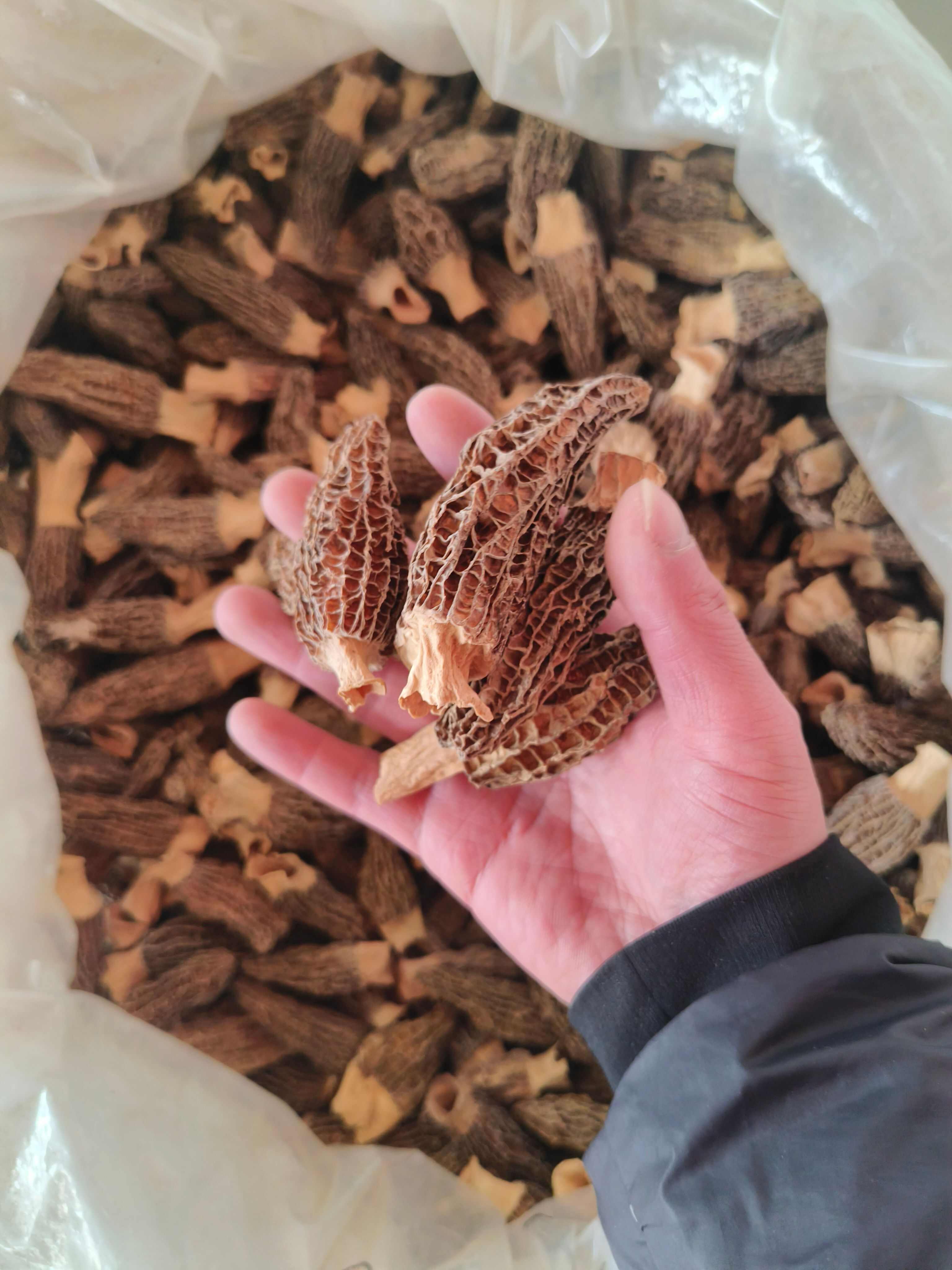 羊肚菌 干羊肚菌 羊肚菌