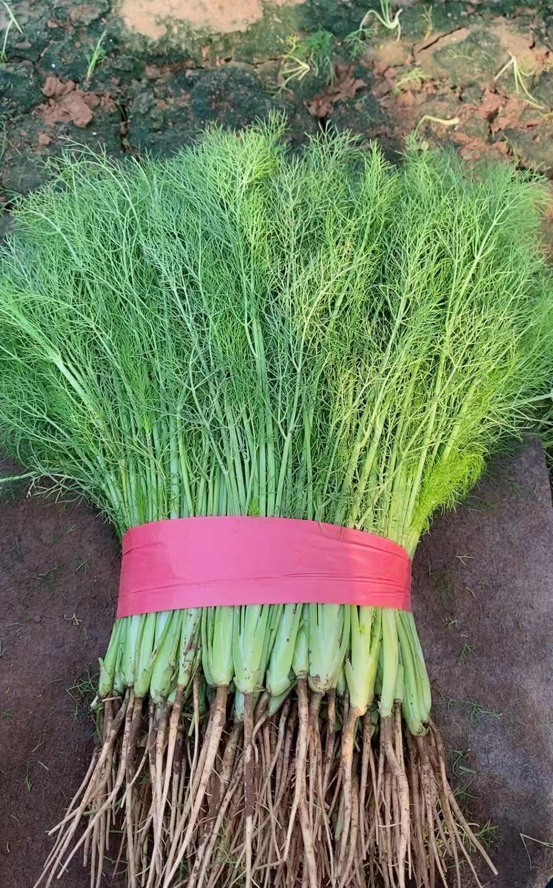 优质茴香，大量供应，价格实惠，欢迎进店咨询采购！