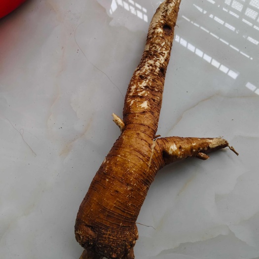 大悟县商陆